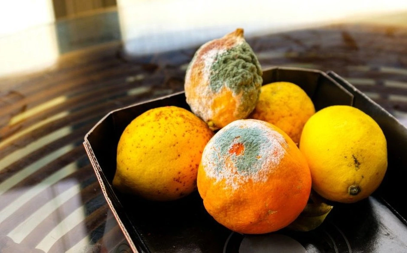 Tác hại của thực phẩm nấm mốc