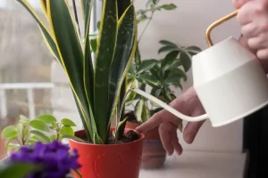 Cách tưới cây trong nhà mùa đông